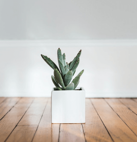 secret-santa-gift-ideas-for-coworkers-succulents