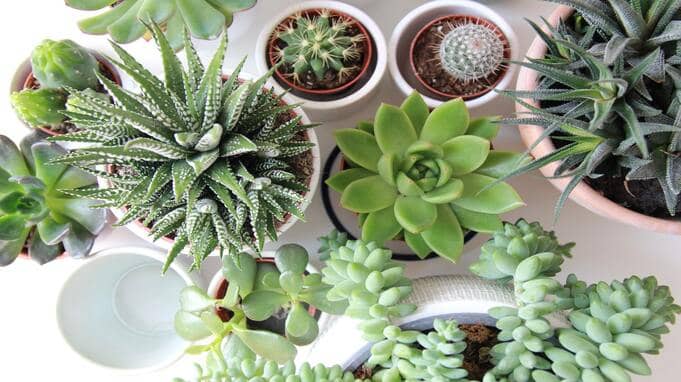 houseplants-virtual-gifts-for-secret-santa